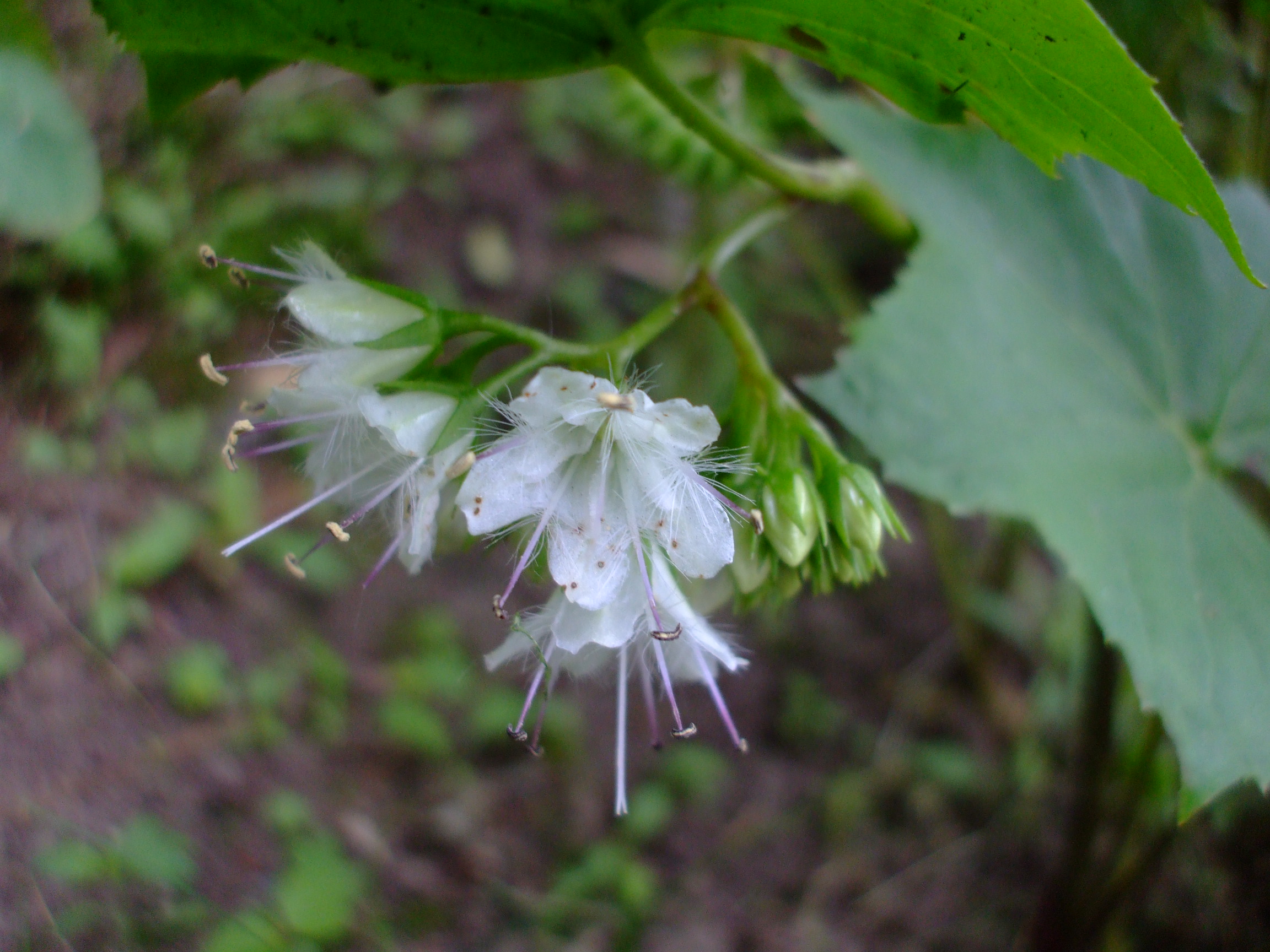 Hydrophyllum canadense